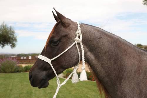 Professional's Choice Cowboy Braided Rope Halter HRCB - Professional's Choice