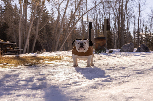 Top Paw-picks: Must-Have Western Dog Accessories for Every Adventure - Wei's Western Wear