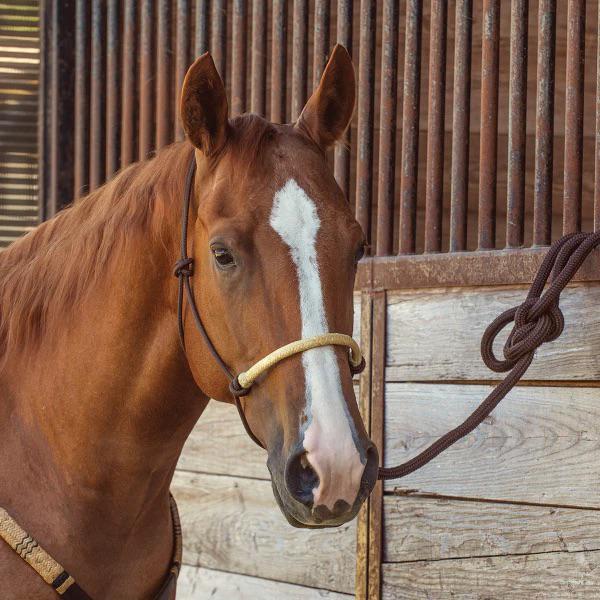 Rawhide Ranch Ropes Cowboy Tack Rope Halter Rawhide Braided – Wei's Western Wear