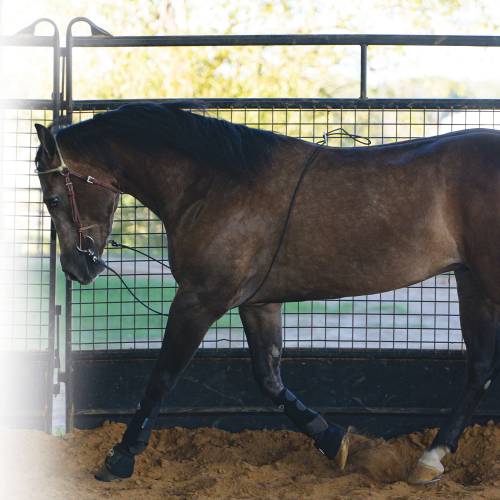 Professionals Choice Lunging Buddy weis-western-wear