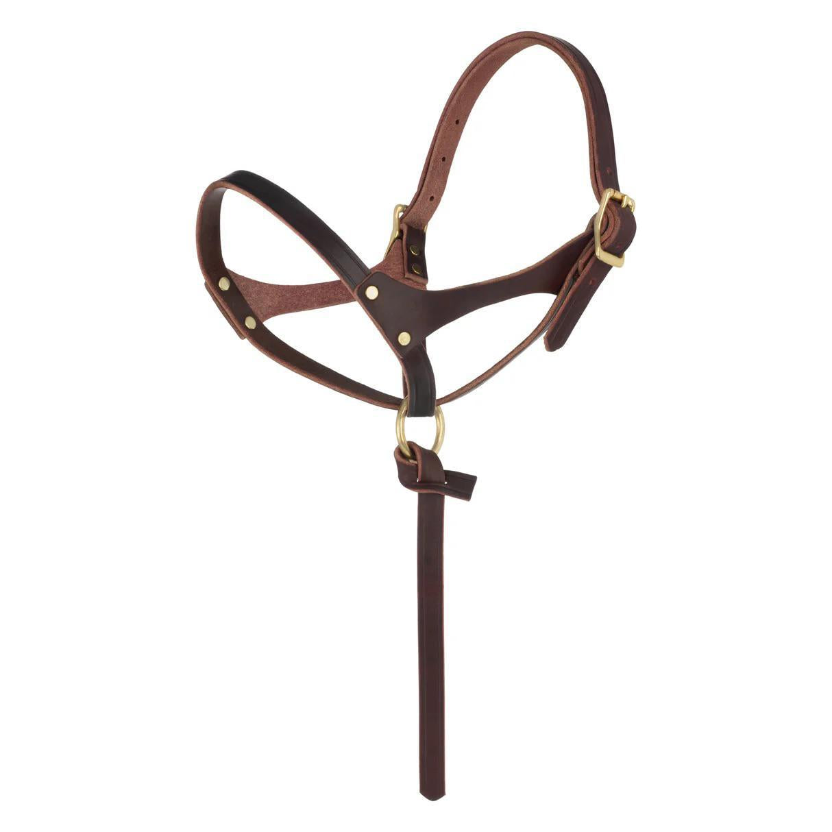 Weaver Figure 8 Foal Halter, Suckling
