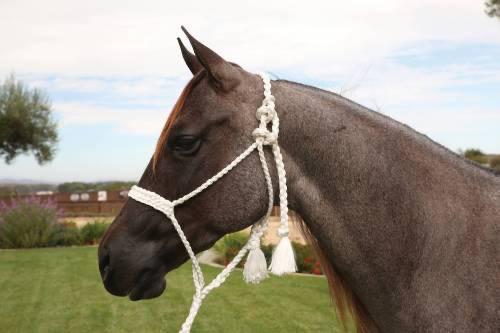 Professional's Choice Cowboy Braided Rope Halter HRCB